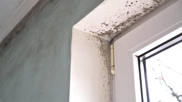 Forensic Mold Investigation in Fairview, GA